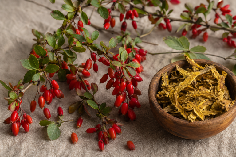 Barberry plant branches with bright red oval berries beside a small wooden bowl of dried Berberis root pieces on a linen background