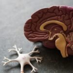 Abstract illustration of a human brain beside colorful healthy foods including berries, leafy greens, and fermented vegetables on a soft neutral background
