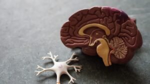 Abstract illustration of a human brain beside colorful healthy foods including berries, leafy greens, and fermented vegetables on a soft neutral background